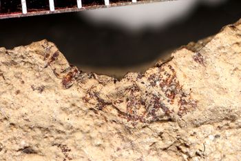 Media type: image;   Entomology PALE-1846